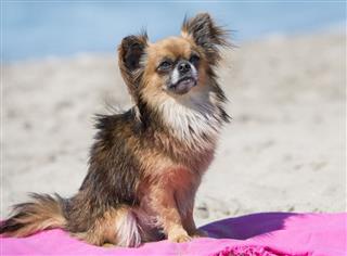 Chihuahua On Beach