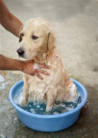 Dog Health Bath Time