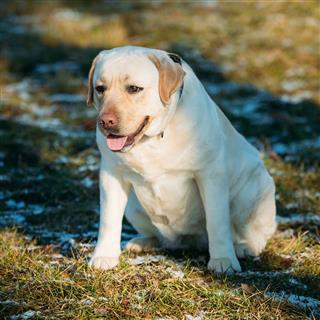 White Labrador Dog Sit Outdoor