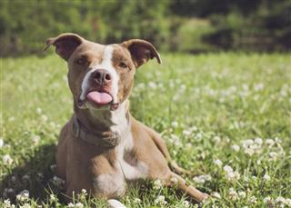 Dog With Tongue Out