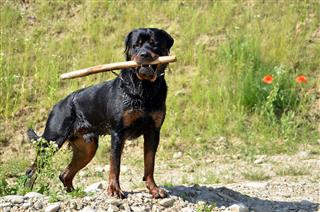 Rottweiler With Branch In Mouth