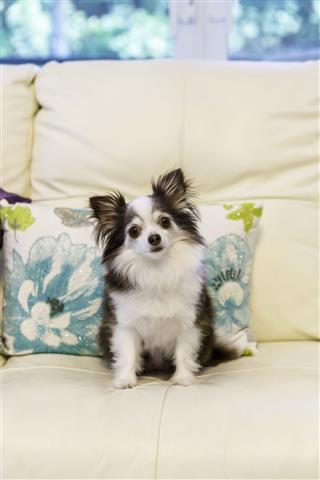 Long Hair Chihuahua Sitting On Couch