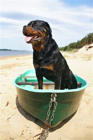 Rottweiler Staying Inside Fishing Boat