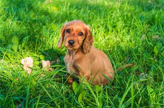 Cocker Spaniel Puppy Sitting On Grass