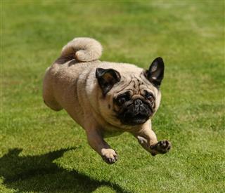 Arthur The Pug Running