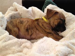 Brindle Boxer Puppy In Blanket