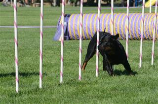 Nadac Dog Agility Competition