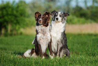 Border Collie Dogs Posing Outdoors