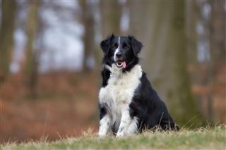 Border Collie Dog Outdoors In Nature