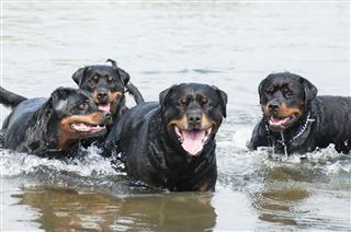 Family Of Rottweilers
