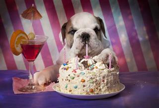 English Bulldog With Birthday Cake