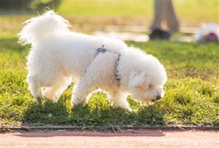 White Dog Walking On A Grass