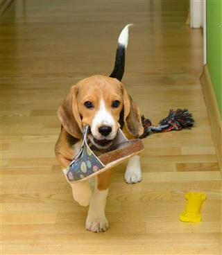 Beagle Dog Carries Slippers