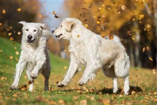 Golden Retriever Dogs Running Together