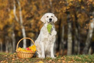 Golden Retriever Holding Basket With Fruits