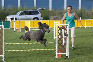 Poodle Jumping Over Bar In Agility