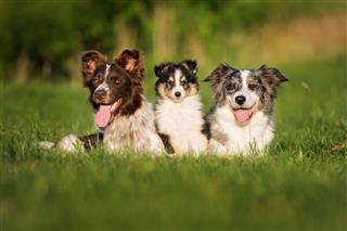 Three Dogs Posing Outdoors