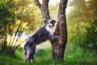Border Collie Dog Posing By Tree