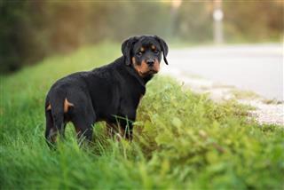 Adorable Rottweiler Puppy Outdoors