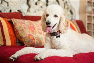 Standard Poodle Relaxing On Bed