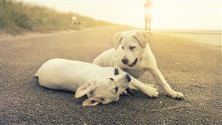 Two Cute Labrador Dog Puppies