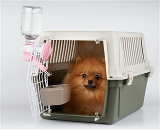 Pet Carrier With Dog Inside