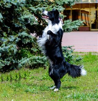 Border Collie Stands
