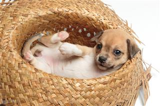 Cute Chihuahua Puppies Sleeping