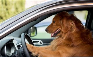 Dog Driving A Car