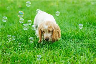 Puppy Playing With Soap Bubbles