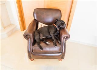 Dog Sleeping On Brown Leather Chair