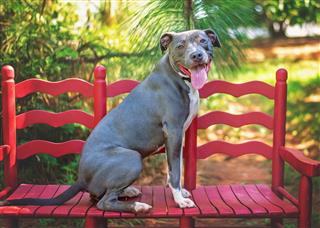 Gray Pit Bull Mix On Red Bench