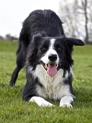 Border Collie Waiting To Play