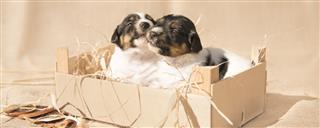 Jack Russell Puppies Basket