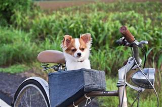 Dog On Bicycle