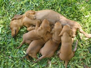 Miniature Dachshund Pups And Mum