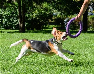 Beagle Dog And Owner Playing