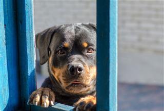 Rottweiler Dog Looks Into Window