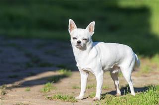 Portrait Of A White Chihuahua