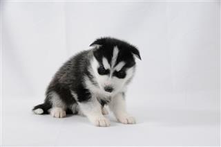 Husky Puppy With Black And White Fur