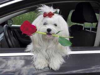 Maltese Dog With A Rose