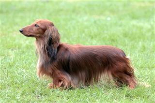 Typical Dachshund Long Haired