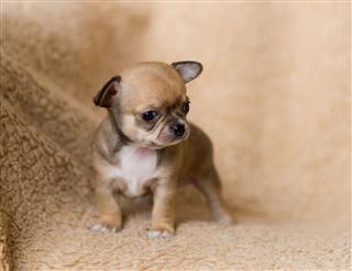 Small Chihuahua Puppy