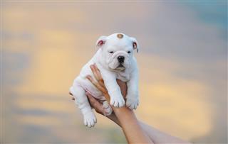 Human Hands Holding Puppy