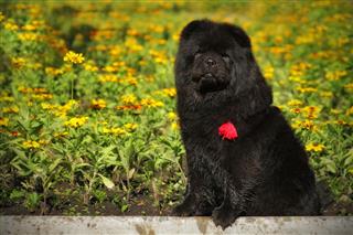 Beautiful Fluffy Black Dog Breed Chow Chow Sits Summer