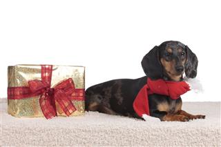 German Dachshund With Red Scarf