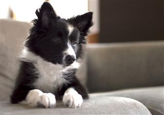 Border Collie Puppy Waiting On Couch
