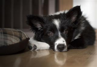 Portrait Of A Relaxed Border Collie