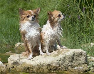 Chihuahuas In Nature