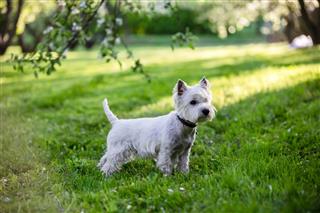 West Highland Terrier In The Park